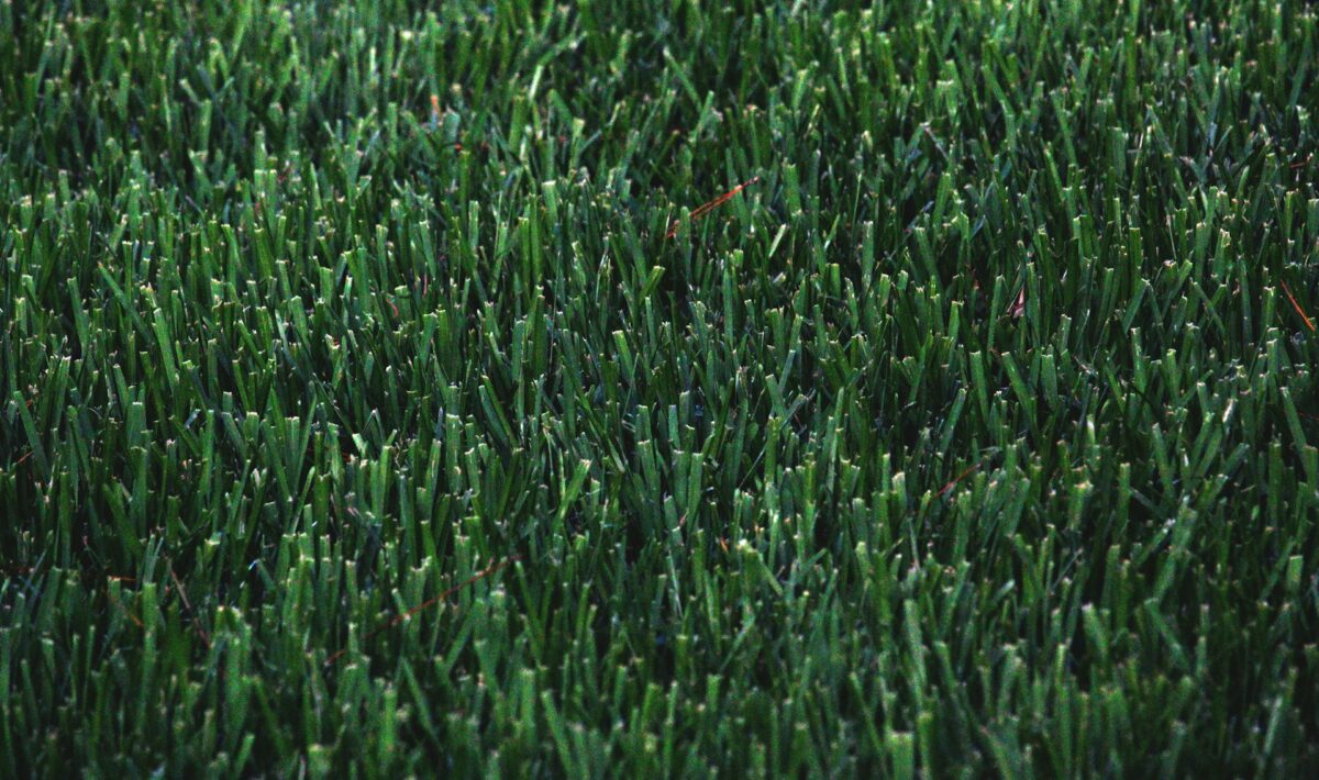 Ensure Your Lawn Stays Green