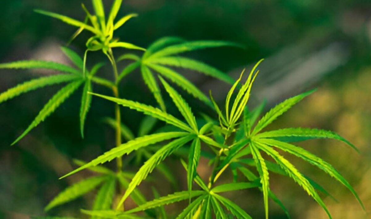 cbd and thc paradigm